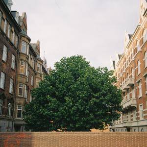 regnbuer