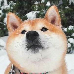 Pulse Unleashed_ 芯跳无界