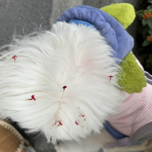 what I luv （喵狗日记）demo