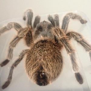 鬼谷门片头音乐