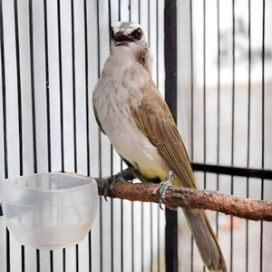 Trucukan Gacor Ropel Panjang Bikin Trucuk Auto Nyaut Seketika