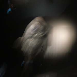 Ayahuasca
