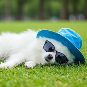 Sleepy puppy