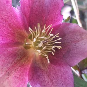 I Would Go With Buddha