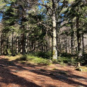 Goldsteig
