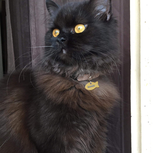 Whiskers