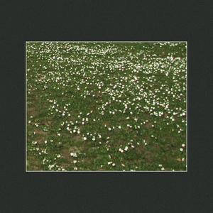 diren / kükredi çimenler