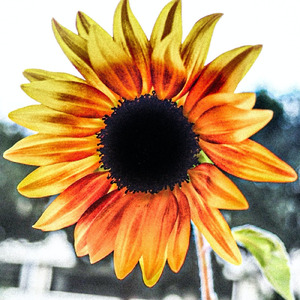 向日葵の咲かない夏