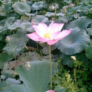 女人如花花似梦