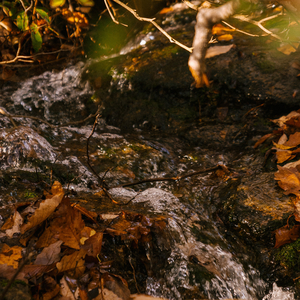 Forest Small River