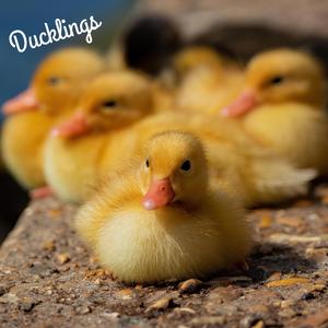 Ducklings