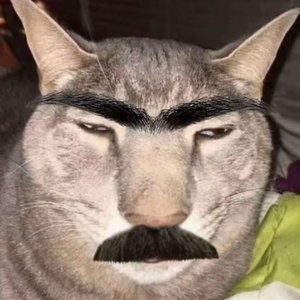 新疆猫咪pixpixpix