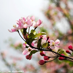 爱到花开（Cover 戊道子）