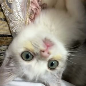 后来我们学会了装作没事
