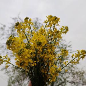 梁山伯与茱莉叶