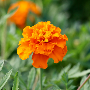 Marigold