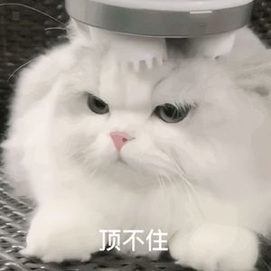 我唱情歌给你听