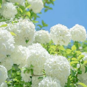 仲夏旧风扇