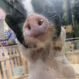 我寄人间雪一封