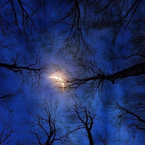 Serenading the Moon