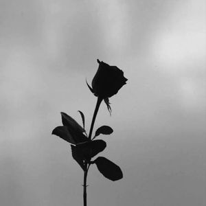 尘埃落定（泡沫Remix）