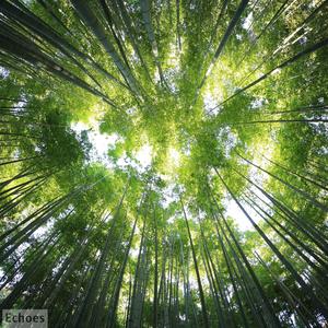 Echoes