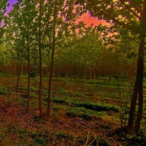 樆花劫（Prod.IOF）