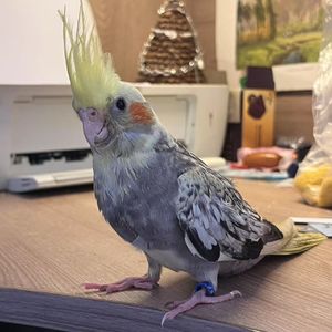 where are you flying to ?