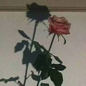 此生不换（翻唱：何晶晶）（翻自 麦振鸿）