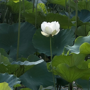 伴月同眠（中翻）