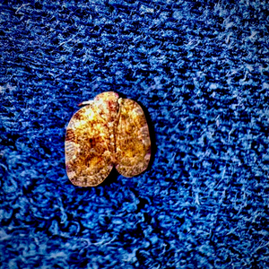 Tasteless (Bass Solo)