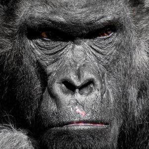 Débile (Instrumental)