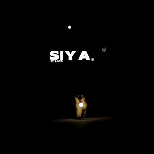 不会在深夜想你