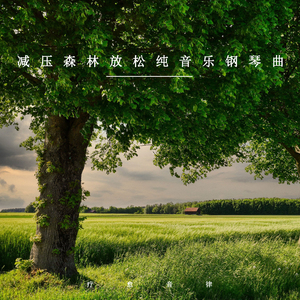 森林治愈耳朵 (优美轻音乐)