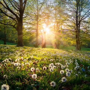 Hands Held High To The Sky