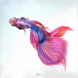 Bettas