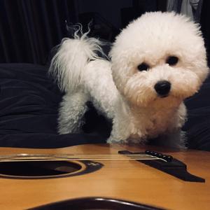 给我家狗子写的歌