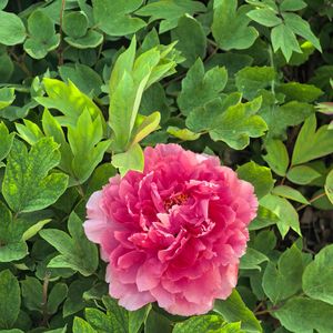 Waltz for Stark and Fern