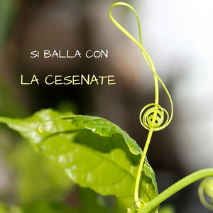 Chi si accontenta / Musicallegria