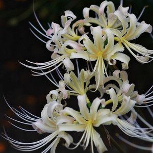 花开彼岸(伴奏)