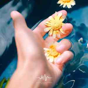 淡淡花香 (古筝+雨声)