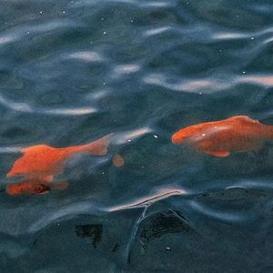 『Viola Releasing』