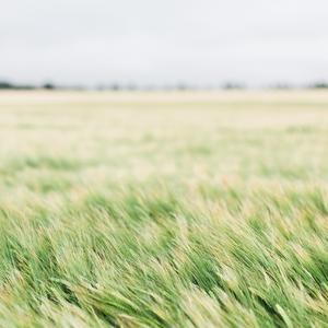 乡村田野间 放松纯吉他