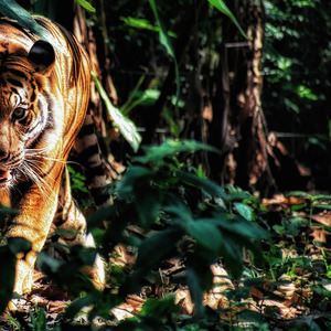 Primeval