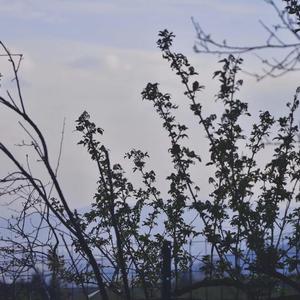 如果你看见我眼里的忧伤