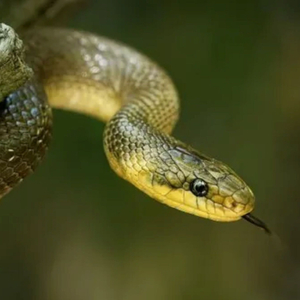 Culebra (Remastered 2026)