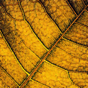 Pariah Wishs Like a Summer