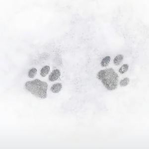 风铃（falling u中文版）（翻自 蒋孜怡）