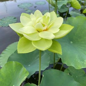 花园