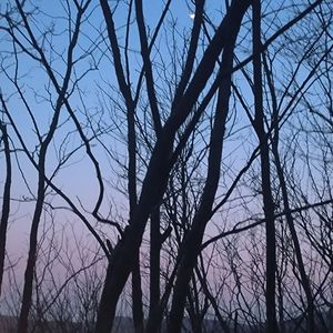 诗人与树（demo)